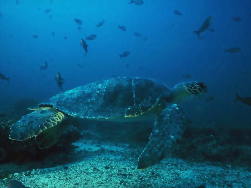 Wallpaper Animaux tortue de mer