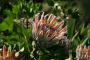 fleur de l'afrique du sud : protéa