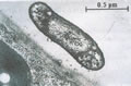 Caractristiques de la bactrie Acidithiobacillus ferrooxidans (ATCC 23270)